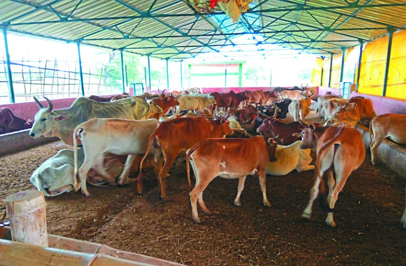 Cow protection in Bemetara, National Cow Sanctuary, Bemetara Breaking news