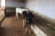 Alwar Rakbar Khan : Cows which are bring from rakbar khan in ramgarh
