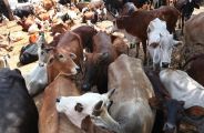 Cow Smuggling is profitable business for police and smugglers in mewat