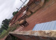 Bahradev elephant