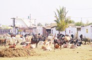 illegal land