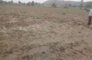 Cow smugglers continuously passing from field where public beat rakbar