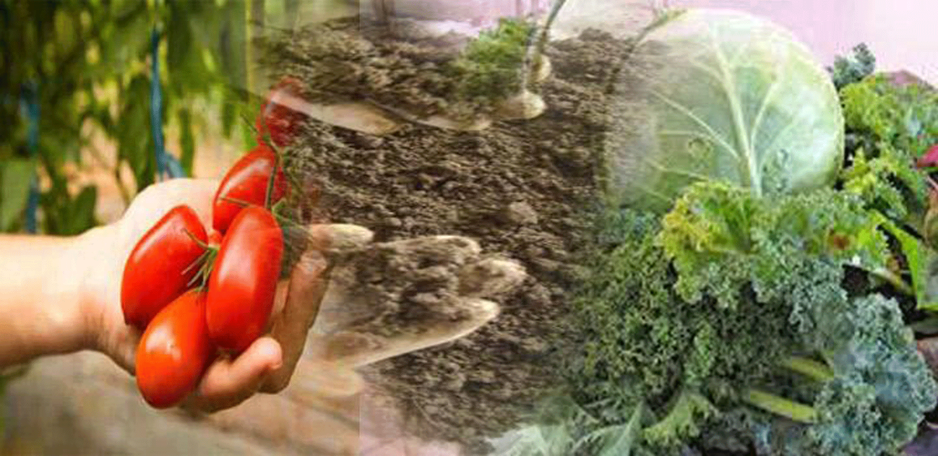 Benefits from organic farming