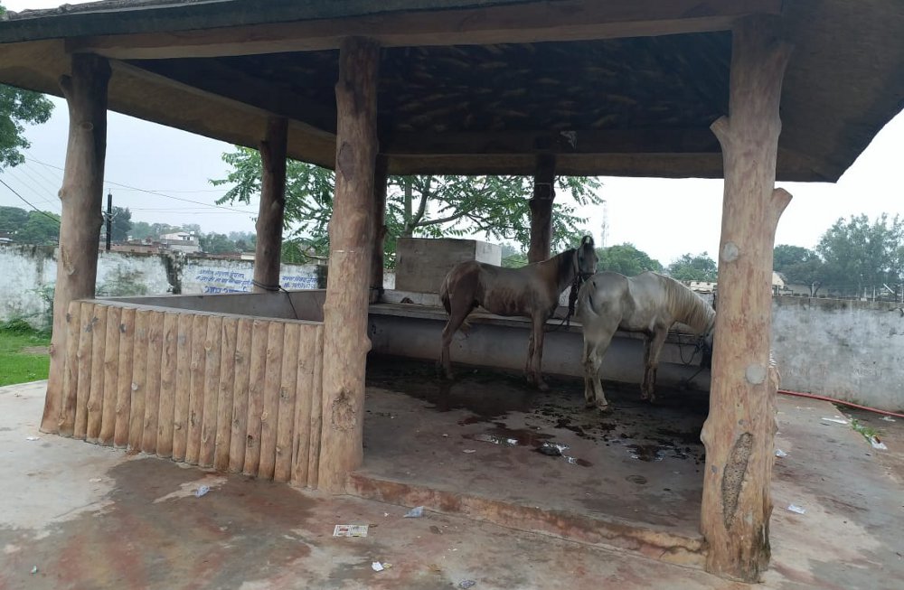 Horses tied to the tourist spot in panna mp