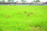 हर रोज अधिकारियों व कर्मचारियों का लगा रहता है आना-जाना, बावजूद 82 लाख रुपए की घास चर गई गाय