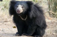 झरना में नहाने गए थे युवक, अचानक आ गया भालू, घबराए युवक गिरते-हपटते पहुंच गांव