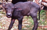 buffalo 