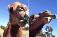 australia man offers beer to camel bizarre video went viral