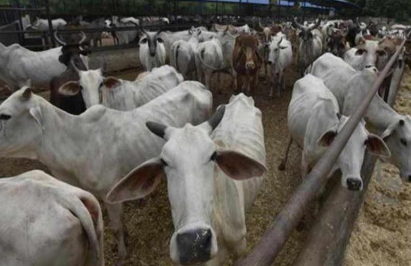 दिल्ली: दो दिन के अंदर 36 गायों ने गौशाला में तोड़ दम