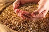 Cheap wheat from the door of 20 thousand poor families in bhilwara