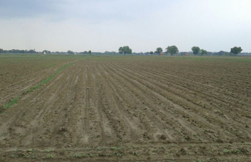 Agricultural Scientist Research effect from Weather in Rewa, also Crop