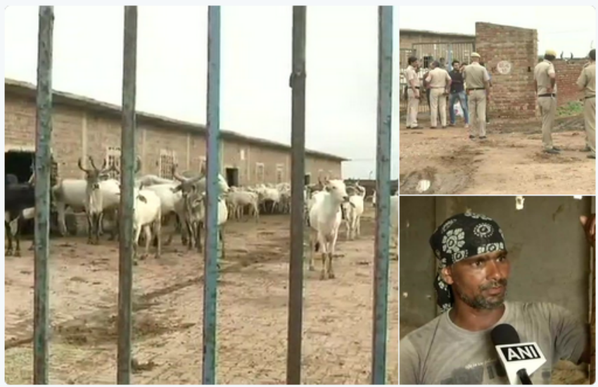 घूमनहेड़ा के आचार्य सुशील गौशाला में मृतक गायों की संख्या बढ़कर 48 पहुंची