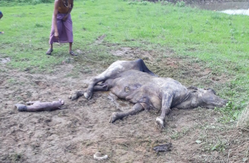 झगरहा और भुलसीडीह के आसपास विचरण कर रहा हाथियों का दल