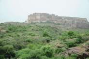 greenery after rainfall in jodhpur