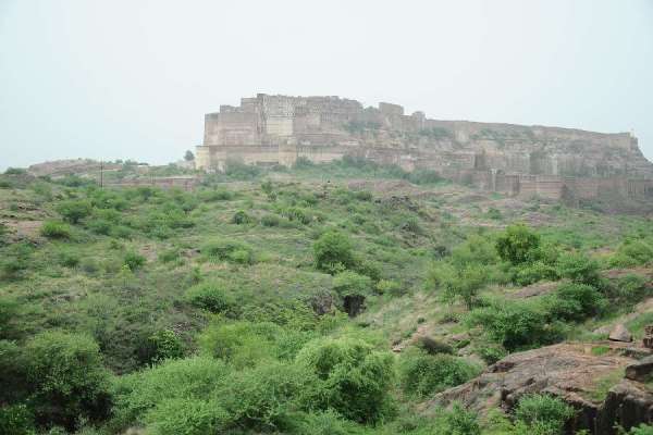 greenery after rainfall in jodhpur