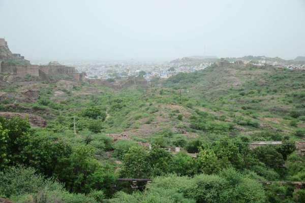 greenery after rainfall in jodhpur