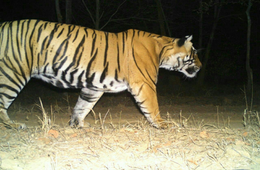 ranthambour tiger