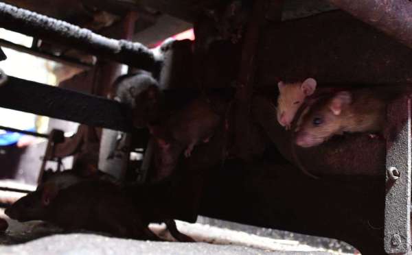 CM Vasundhara Raje Deshnok