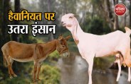 goat and donkey