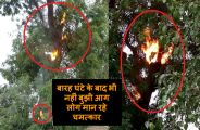 श्मशान घाट पर स्थित नीम के पेड़ से घंटों से उठ रही आग की ऊंची लपटे, लोग मान रहे चमत्कार