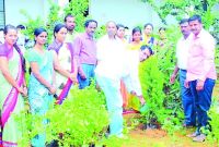 tree plantation