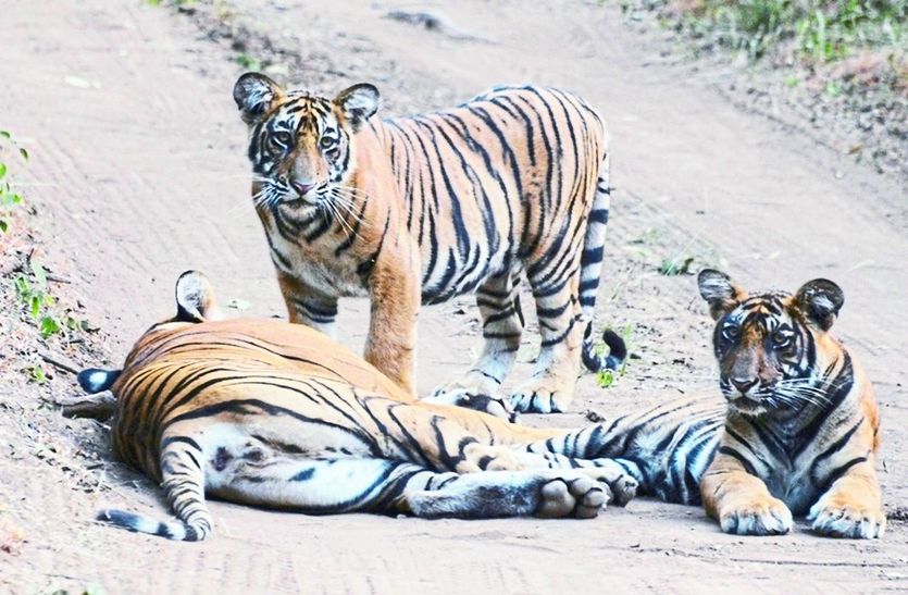 कालू -धोलू के साथ बाघिन नूर।