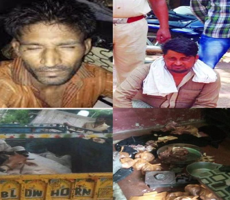Cow smuggling incidents happen in alwar for last 10 days