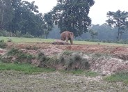 Elephants