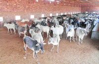 Cow smuggling in alwar : Smuggled cows in cow houses of alwar