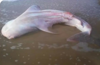 दुर्लभ प्रजाति की शार्क मछली