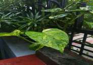 lucknow