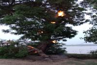 neem