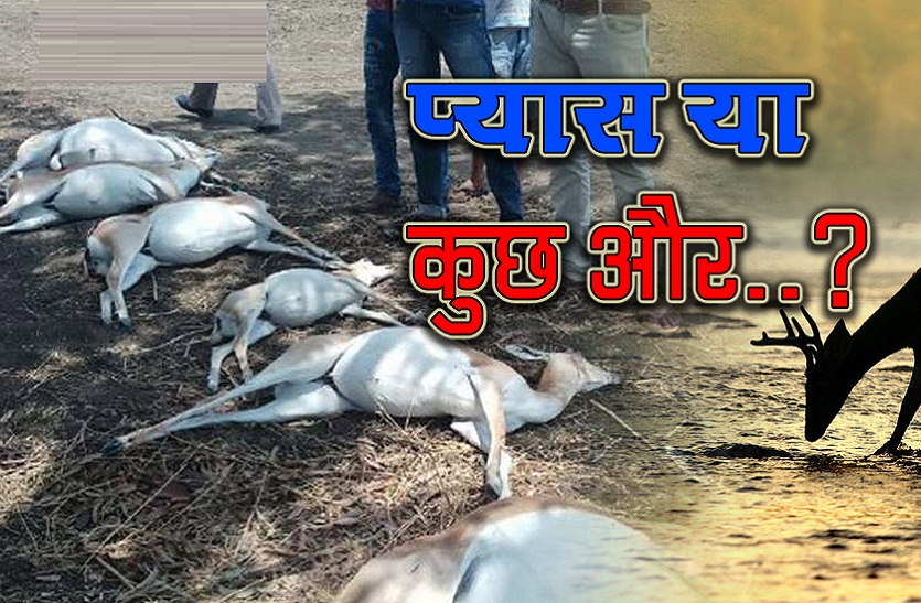 Hunting Deer in Rajasthan, India News