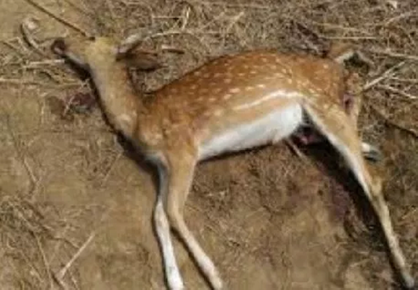 केलादेवी अभ्यारण्य व चंबल से जुड़े जंगल में भी वन्यजीव सुरक्षित नहीं, कुत्ते और शिकारी जब चाहे आ धमकते हैं