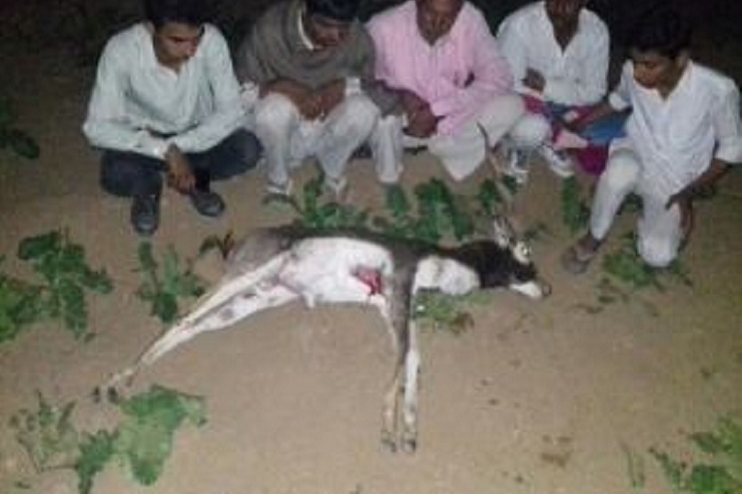 यहां कुत्ते आए दिन कर रहे हिरणों का शिकार, गांवों में मच जाता है कोहराम, लेकिन सरकार जरा भी नहीं रोती