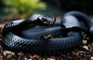 Death of farmer's snake and child