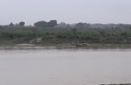 mafia killed to fishes