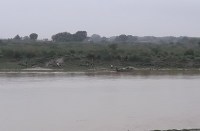 mafia killed to fishes