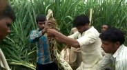 Muzaffarnagar News