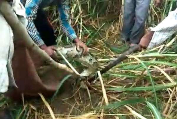 farmers search python