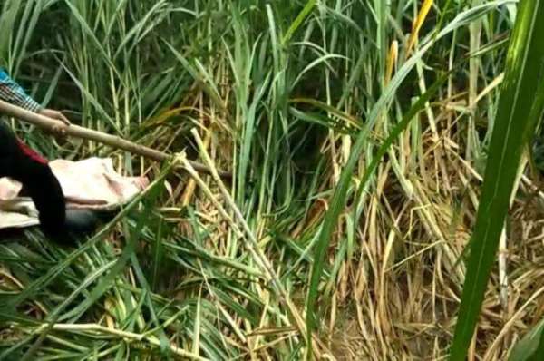 python 20 feet longest