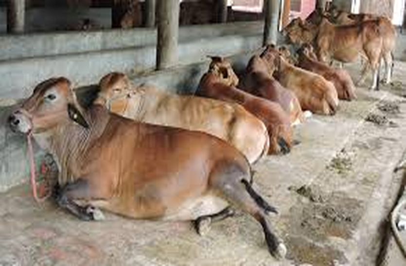 Cow Slaughtering in alwar after UP slaughter house seized