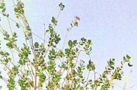 power line extension having trouble getting old