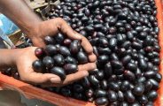 black berries work in Sanjivani for bp and stroke patients