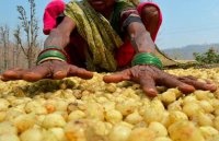 महुआ व्यापारी को महंगी पड़ी टैक्स चोरी,15  हजार मंडी शुल्क चुकाने पड़े 85 हजार