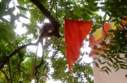 hungry monkey rescued by Jodhpur forest team