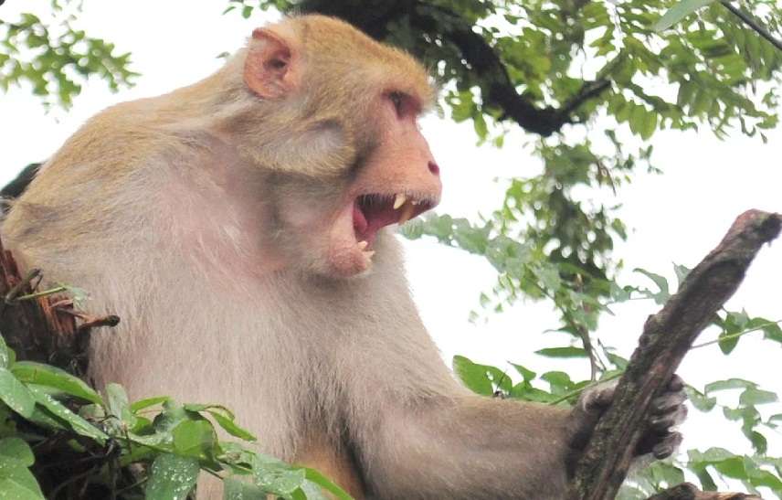 Monkey Attacking Humans - rajasthan News 