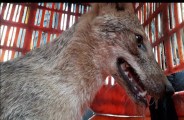 Jackal terror