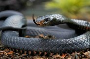  snake 