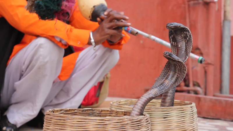 Bean playing the snake show